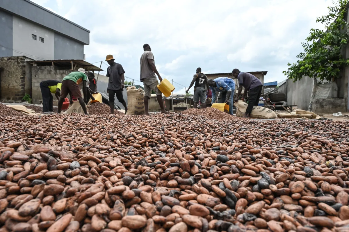 Cacao